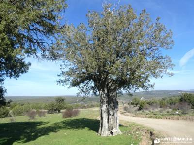 un bosque Jurásico - Sabinar y Cañón del río Caslilla; nuestras caminatas singles de madrid ruta rom